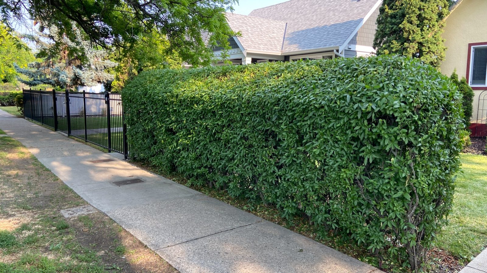 Hedge after professional trimming by Red Willow