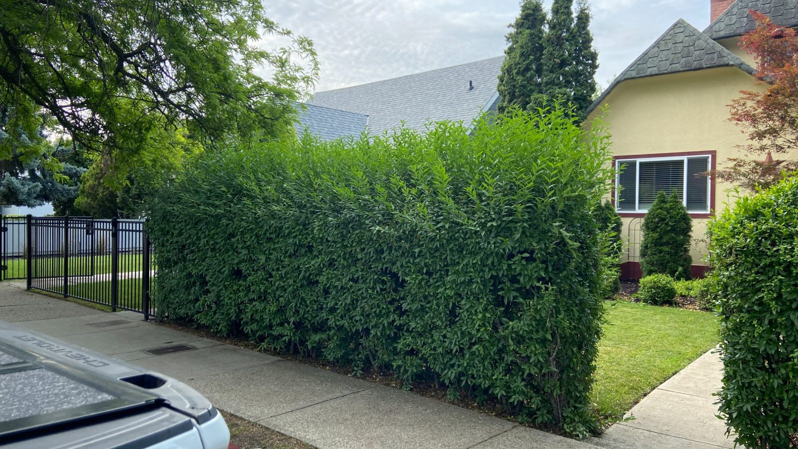 Hedge before trimming