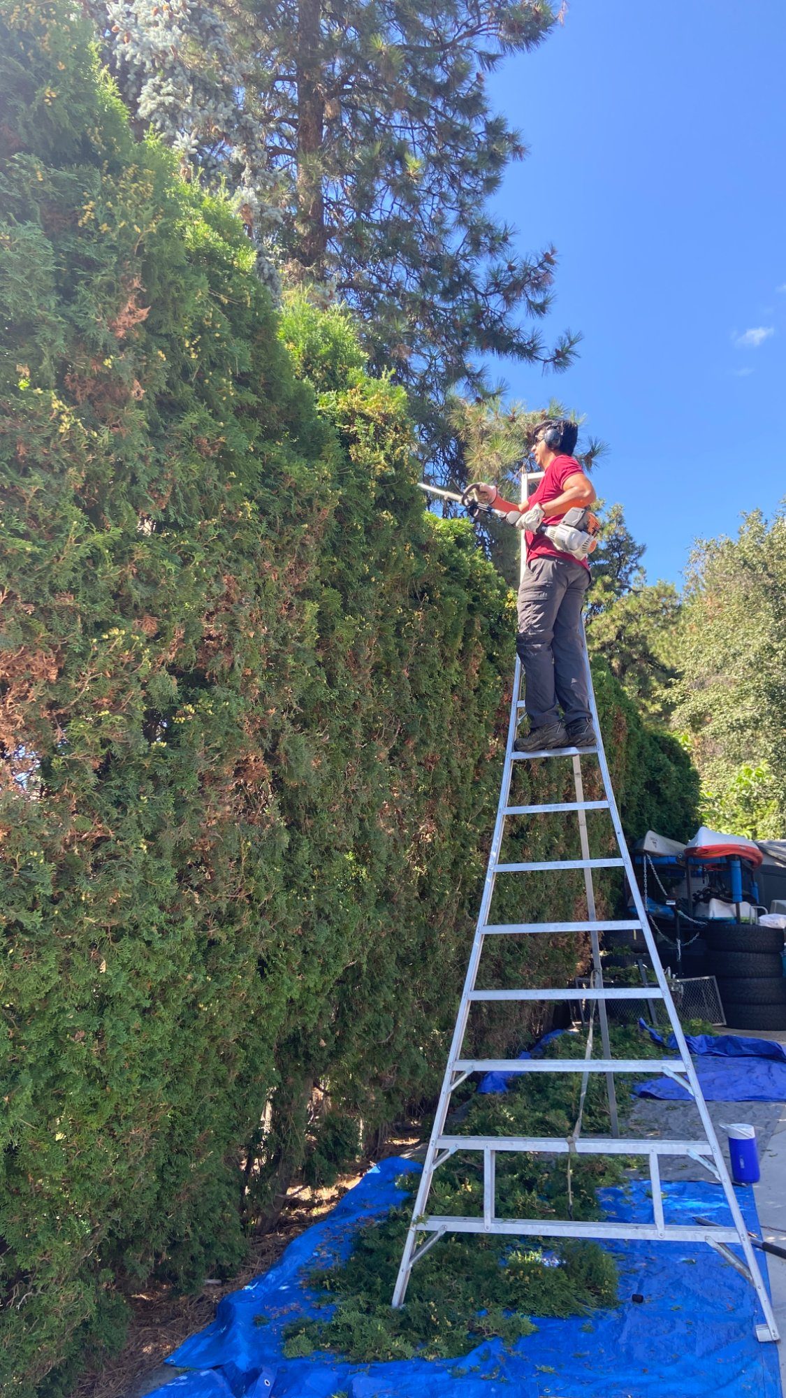 Ivan Gonzalez trimming hedges in Kelowna